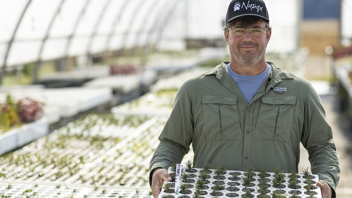 Tree spree: 100,000 Whitebark Pine seedlings sprout at Nupqu Native Plant Nursery